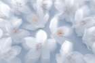 USA, Washington State, Seabeck. Japanese snowbell blossoms. Art Print